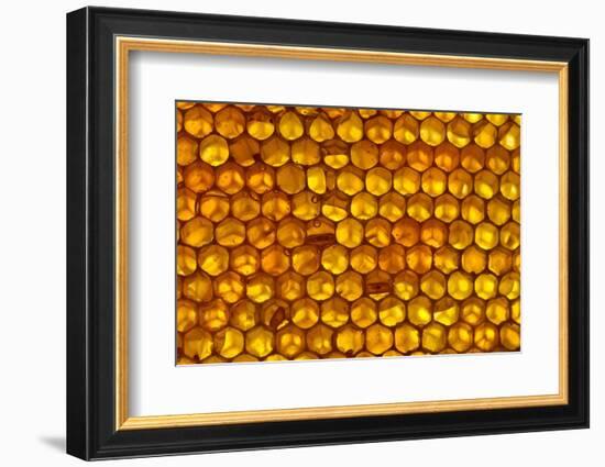 Close up of honeycomb from Honey bee hive, Arabian Gulf-John Waters-Framed Photographic Print