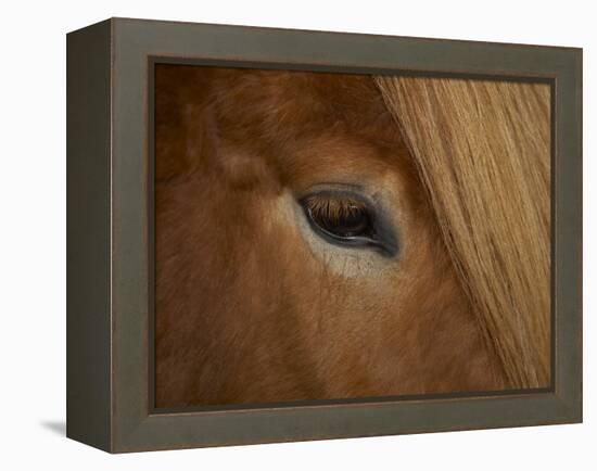 Close-Up of Horse's Eye-Arctic-Images-Framed Premier Image Canvas