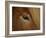 Close-Up of Horse's Eye-Arctic-Images-Framed Photographic Print