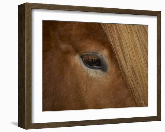 Close-Up of Horse's Eye-Arctic-Images-Framed Photographic Print