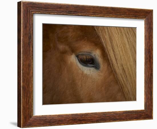 Close-Up of Horse's Eye-Arctic-Images-Framed Photographic Print