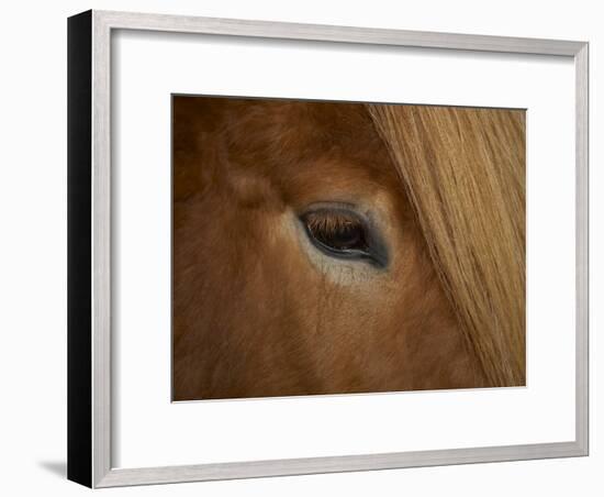 Close-Up of Horse's Eye-Arctic-Images-Framed Photographic Print