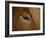 Close-Up of Horse's Eye-Arctic-Images-Framed Photographic Print