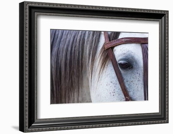 Close Up of Horse Wearing Bridle, Sierra De Gredos, Avila, Castile and Leon, Spain-Juan Carlos Munoz-Framed Photographic Print