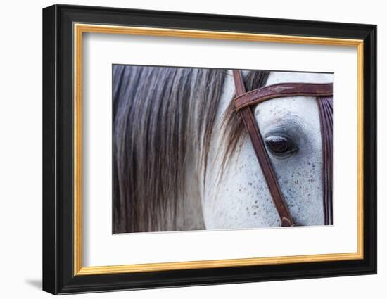 Close Up of Horse Wearing Bridle, Sierra De Gredos, Avila, Castile and Leon, Spain-Juan Carlos Munoz-Framed Photographic Print