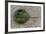 Close-Up of Horseshoe Crab, Sarasota, Sarasota County, Florida, Usa-null-Framed Photographic Print