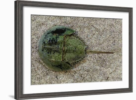 Close-Up of Horseshoe Crab, Sarasota, Sarasota County, Florida, Usa-null-Framed Photographic Print