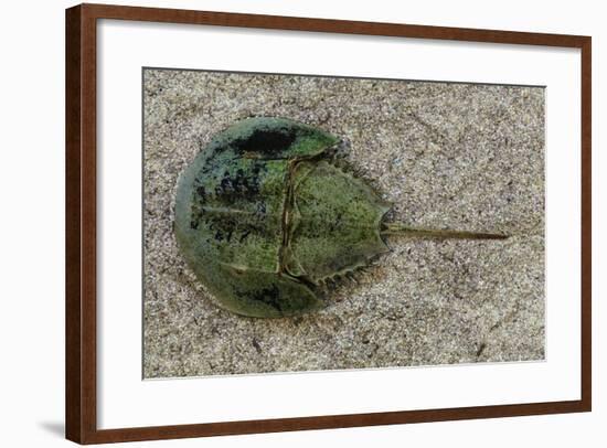 Close-Up of Horseshoe Crab, Sarasota, Sarasota County, Florida, Usa-null-Framed Photographic Print