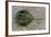 Close-Up of Horseshoe Crab, Sarasota, Sarasota County, Florida, Usa-null-Framed Photographic Print