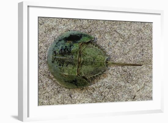 Close-Up of Horseshoe Crab, Sarasota, Sarasota County, Florida, Usa-null-Framed Photographic Print