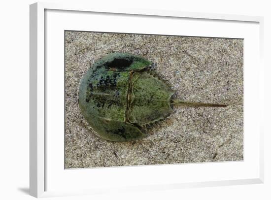 Close-Up of Horseshoe Crab, Sarasota, Sarasota County, Florida, Usa-null-Framed Photographic Print