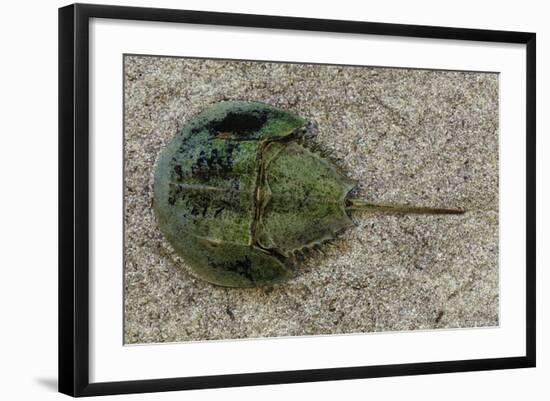 Close-Up of Horseshoe Crab, Sarasota, Sarasota County, Florida, Usa-null-Framed Photographic Print