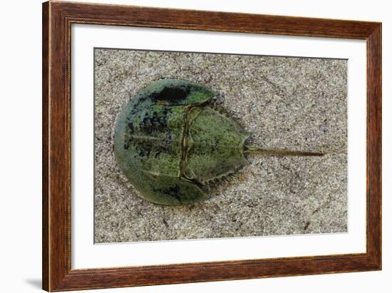 Close-Up of Horseshoe Crab, Sarasota, Sarasota County, Florida, Usa-null-Framed Photographic Print