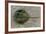 Close-Up of Horseshoe Crab, Sarasota, Sarasota County, Florida, Usa-null-Framed Photographic Print