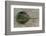 Close-Up of Horseshoe Crab, Sarasota, Sarasota County, Florida, Usa-null-Framed Photographic Print