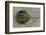 Close-Up of Horseshoe Crab, Sarasota, Sarasota County, Florida, Usa-null-Framed Photographic Print