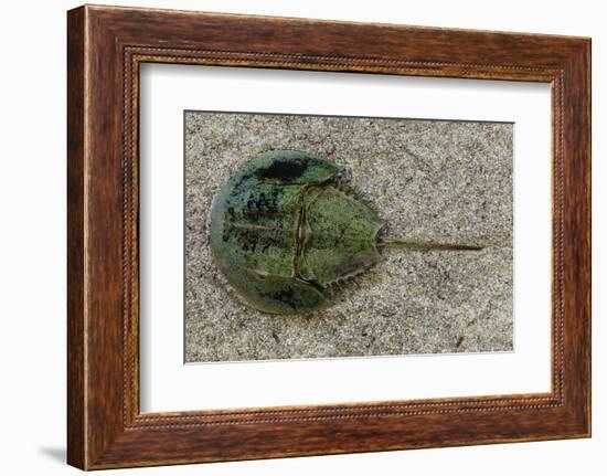 Close-Up of Horseshoe Crab, Sarasota, Sarasota County, Florida, Usa-null-Framed Photographic Print