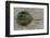 Close-Up of Horseshoe Crab, Sarasota, Sarasota County, Florida, Usa-null-Framed Photographic Print