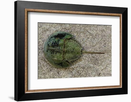 Close-Up of Horseshoe Crab, Sarasota, Sarasota County, Florida, Usa-null-Framed Photographic Print
