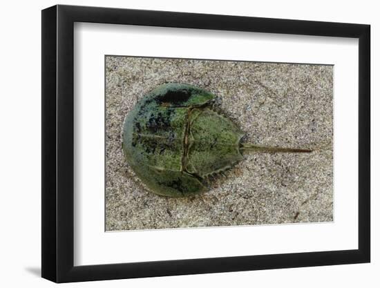 Close-Up of Horseshoe Crab, Sarasota, Sarasota County, Florida, Usa-null-Framed Photographic Print