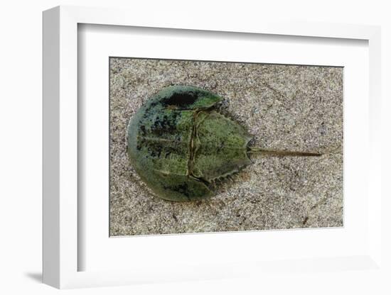 Close-Up of Horseshoe Crab, Sarasota, Sarasota County, Florida, Usa-null-Framed Photographic Print