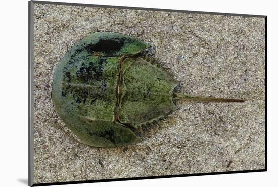 Close-Up of Horseshoe Crab, Sarasota, Sarasota County, Florida, Usa-null-Mounted Photographic Print