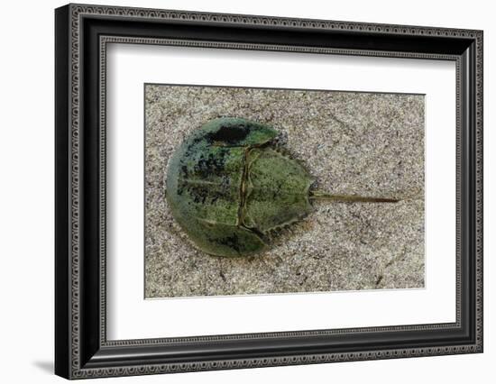 Close-Up of Horseshoe Crab, Sarasota, Sarasota County, Florida, Usa-null-Framed Photographic Print