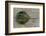 Close-Up of Horseshoe Crab, Sarasota, Sarasota County, Florida, Usa-null-Framed Photographic Print