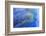 Close-up of Hyacinth Macaw feathers, Brazil-Nick Garbutt-Framed Photographic Print