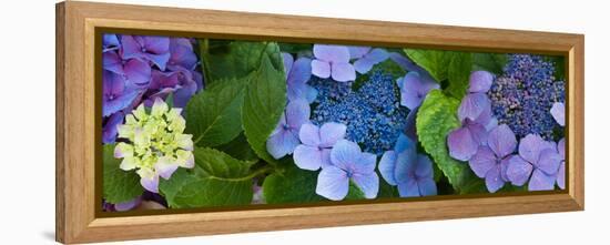 Close-Up of Hydrangea Flowers-null-Framed Stretched Canvas