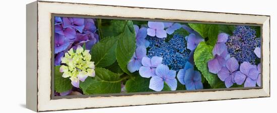 Close-Up of Hydrangea Flowers-null-Framed Stretched Canvas