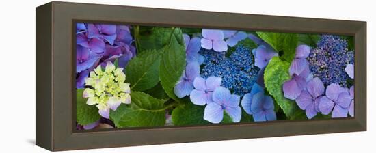 Close-Up of Hydrangea Flowers-null-Framed Stretched Canvas