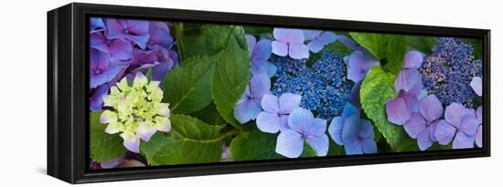 Close-Up of Hydrangea Flowers-null-Framed Stretched Canvas