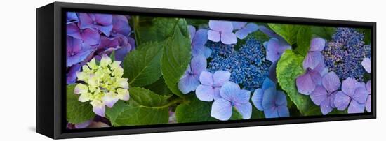 Close-Up of Hydrangea Flowers-null-Framed Stretched Canvas