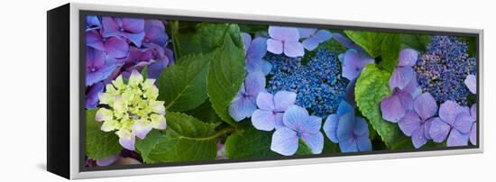 Close-Up of Hydrangea Flowers-null-Framed Stretched Canvas