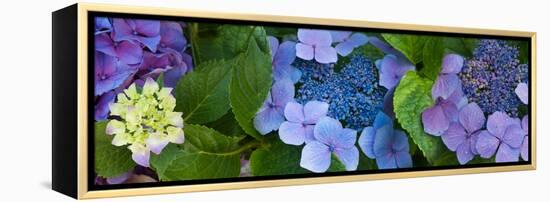 Close-Up of Hydrangea Flowers-null-Framed Stretched Canvas