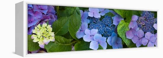 Close-Up of Hydrangea Flowers-null-Framed Stretched Canvas