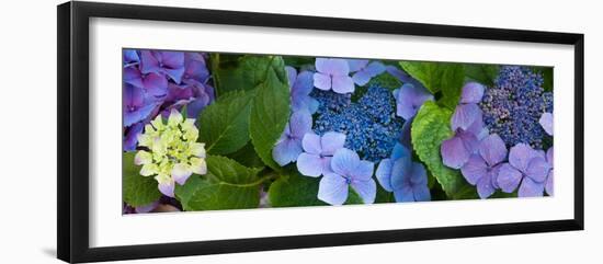 Close-Up of Hydrangea Flowers-null-Framed Premium Photographic Print