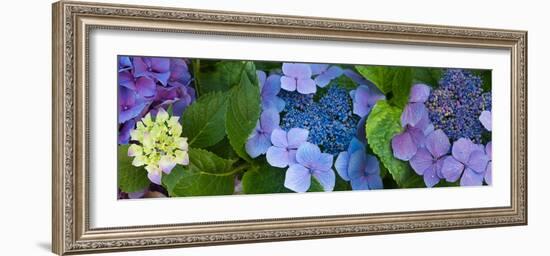 Close-Up of Hydrangea Flowers-null-Framed Photographic Print