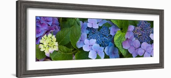 Close-Up of Hydrangea Flowers-null-Framed Photographic Print