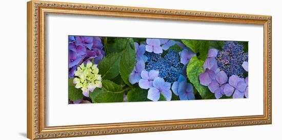 Close-Up of Hydrangea Flowers-null-Framed Photographic Print