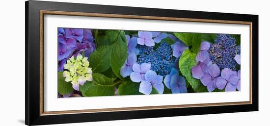 Close-Up of Hydrangea Flowers-null-Framed Photographic Print