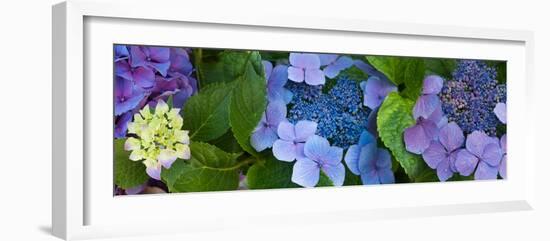 Close-Up of Hydrangea Flowers-null-Framed Photographic Print