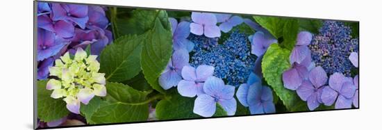 Close-Up of Hydrangea Flowers-null-Mounted Photographic Print