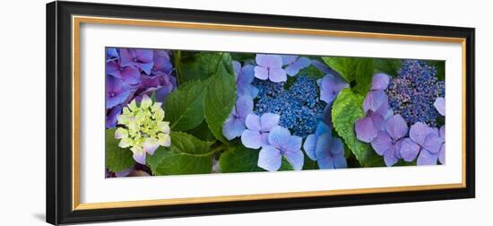 Close-Up of Hydrangea Flowers-null-Framed Photographic Print