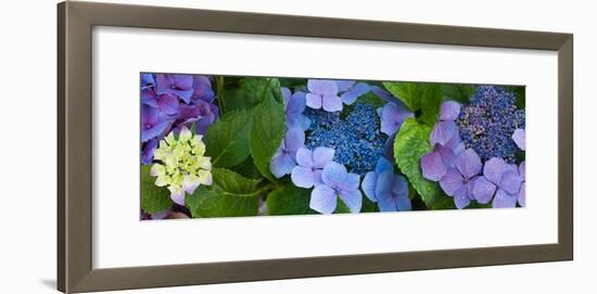 Close-Up of Hydrangea Flowers-null-Framed Photographic Print