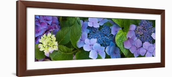 Close-Up of Hydrangea Flowers-null-Framed Photographic Print