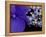 Close-up of Hydrangea, Seattle, Washington, USA-Nancy & Steve Ross-Framed Premier Image Canvas