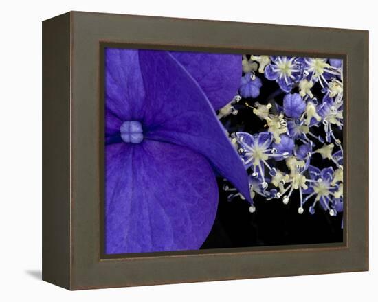 Close-up of Hydrangea, Seattle, Washington, USA-Nancy & Steve Ross-Framed Premier Image Canvas