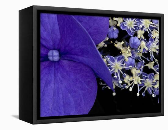 Close-up of Hydrangea, Seattle, Washington, USA-Nancy & Steve Ross-Framed Premier Image Canvas